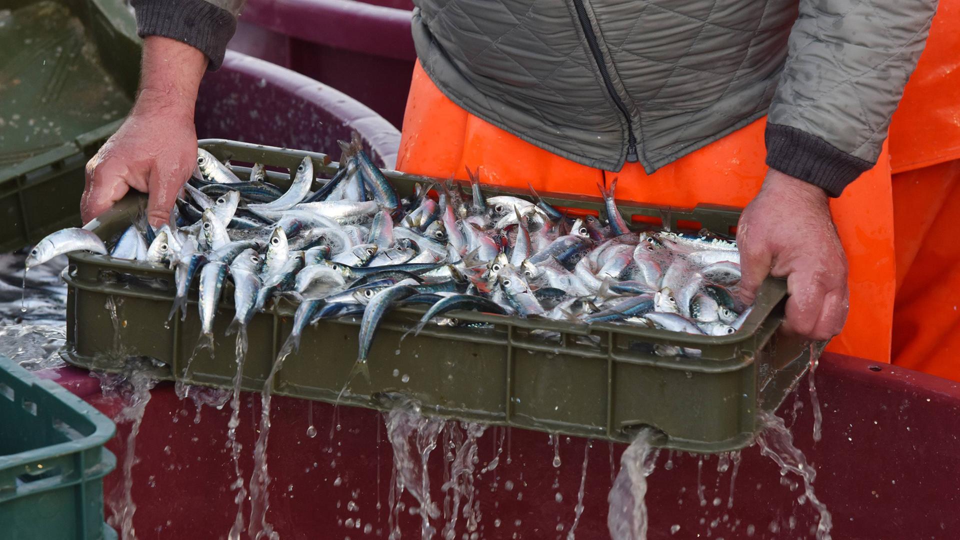 Ein Fischer hält eine Kiste voller frischgefangener Sardinen in den Händen. Ein Fischer hält eine Kiste voller frischgefangener Sardinen in den Händen.