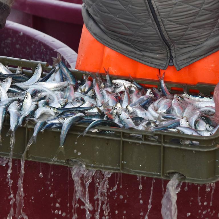 Ein Fischer hält eine Kiste voller frischgefangener Sardinen in den Händen.