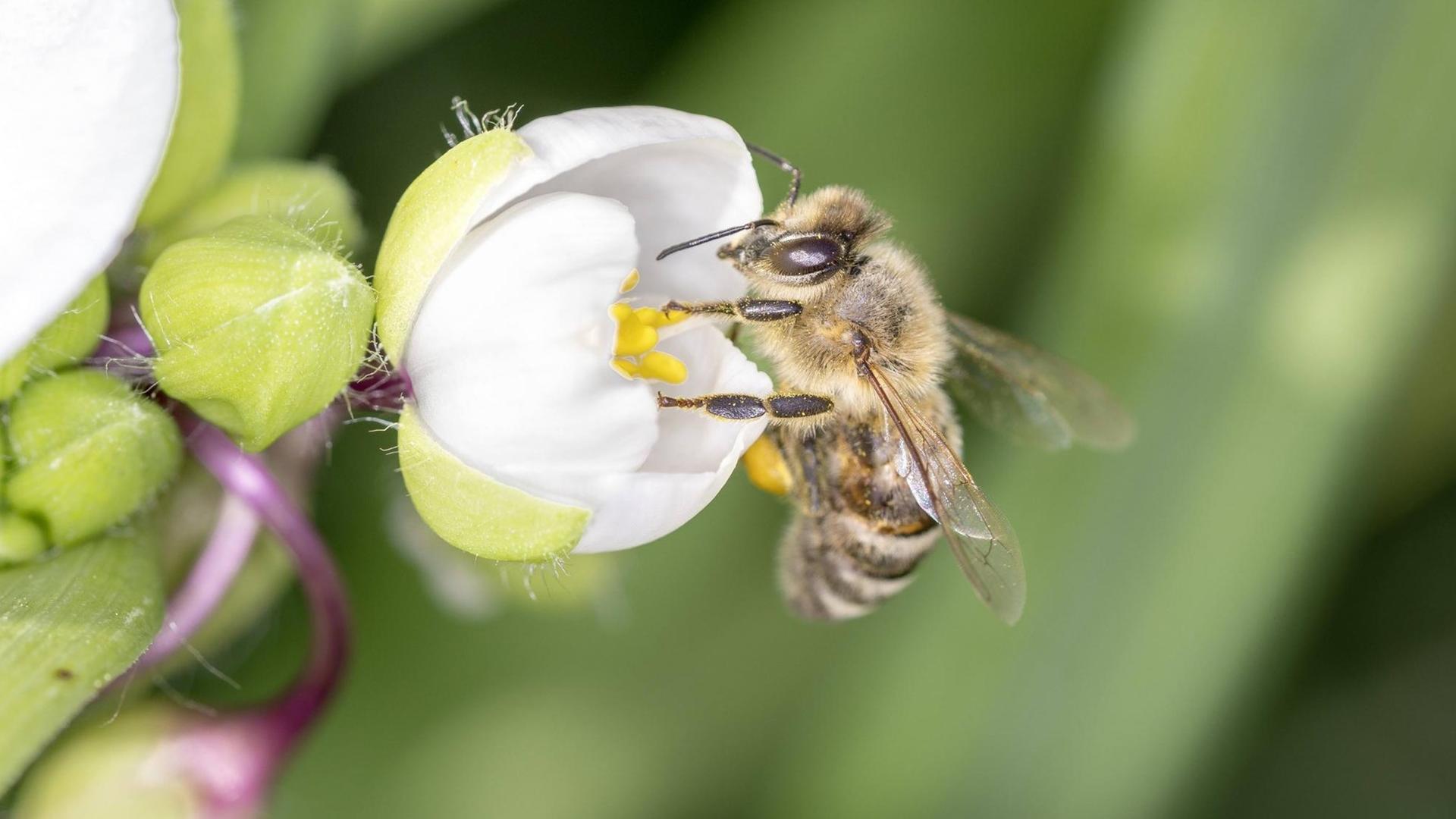 Biene bestäubt eine Blüte Biene bestäubt eine Blüte