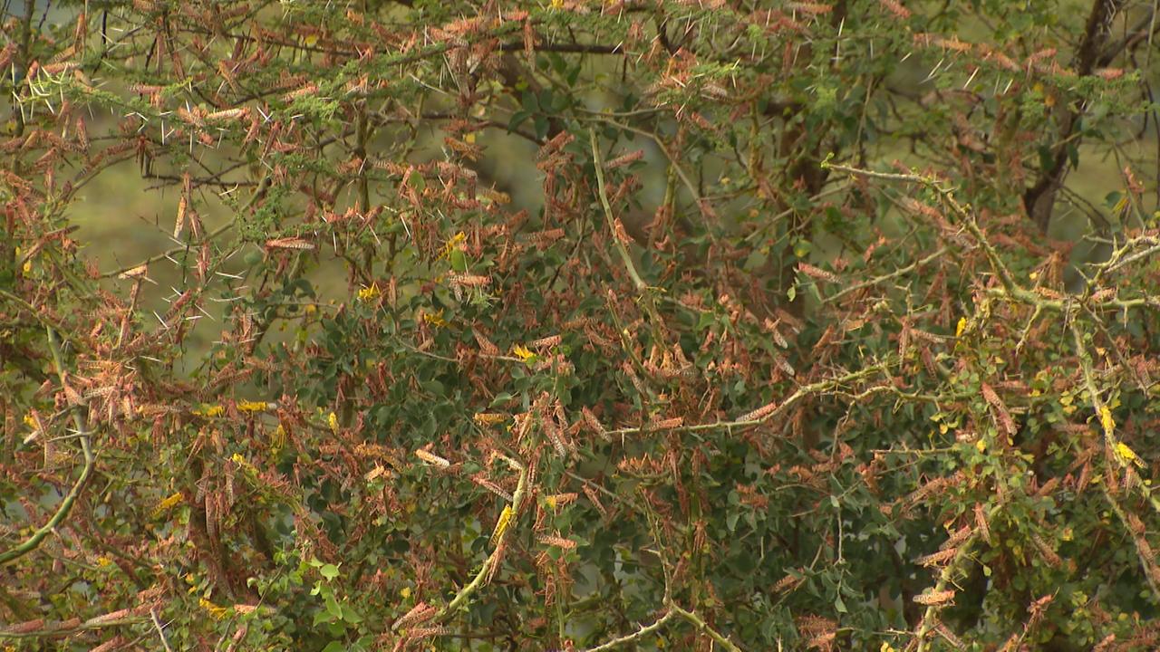 Ein ganzer Schwarm Heuschrecken sitzt in einem Baum. Ein ganzer Schwarm Heuschrecken sitzt in einem Baum.