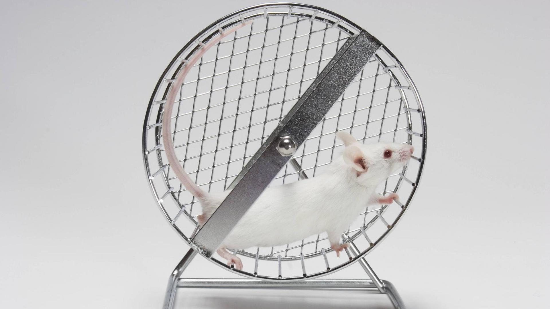 Eine weiße Maus läuft in einem Laufrad. Eine weiße Maus läuft in einem Laufrad.