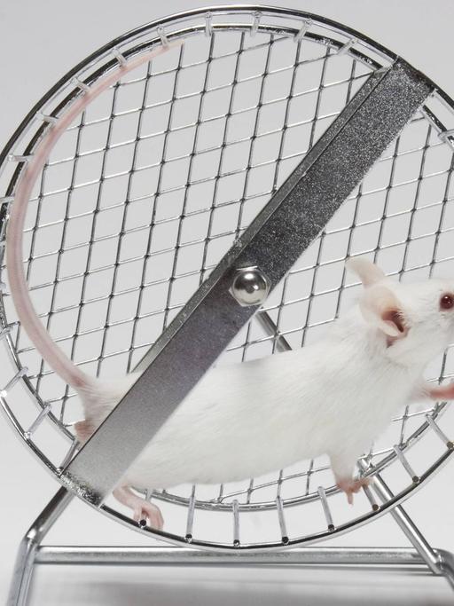 Eine weiße Maus läuft in einem Laufrad.