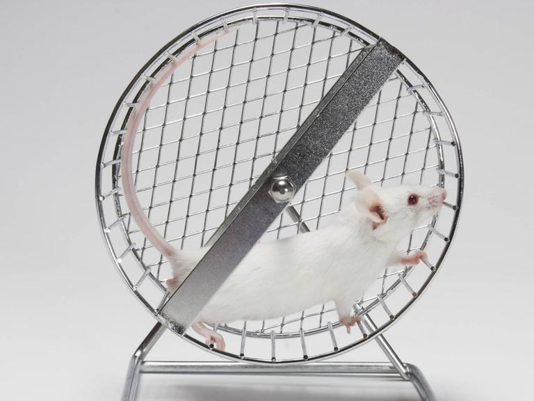 Eine weiße Maus läuft in einem Laufrad.