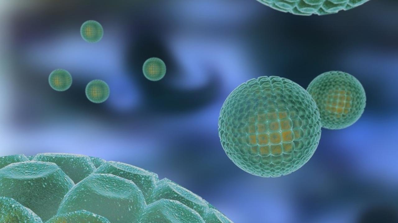 Ein Hepatitis-C-Virus Ein Hepatitis-C-Virus