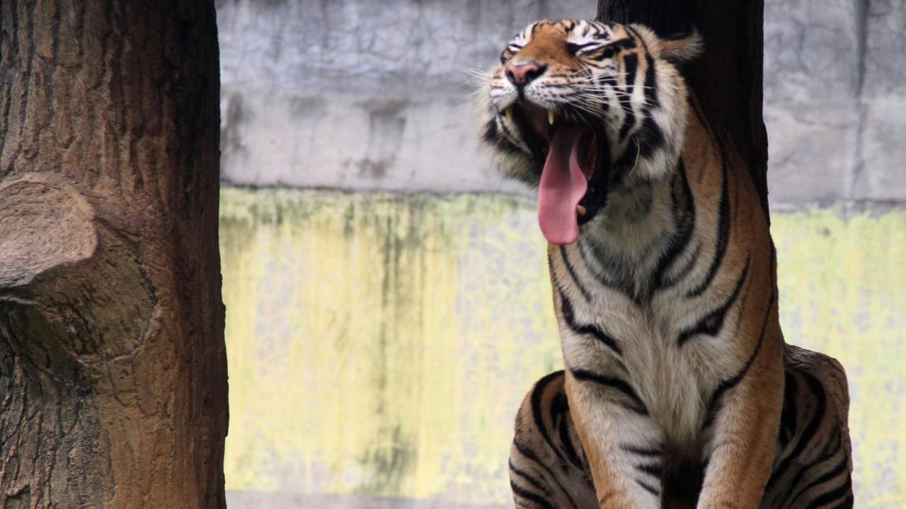 Ein Sumatra-Tiger gähnt