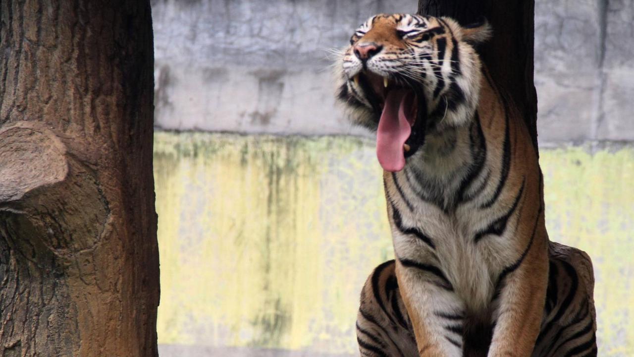 Ein Sumatra-Tiger gähnt Ein Sumatra-Tiger gähnt