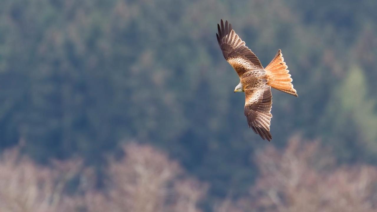 Rotmilan im Flug über einem Wald Rotmilan im Flug über einem Wald