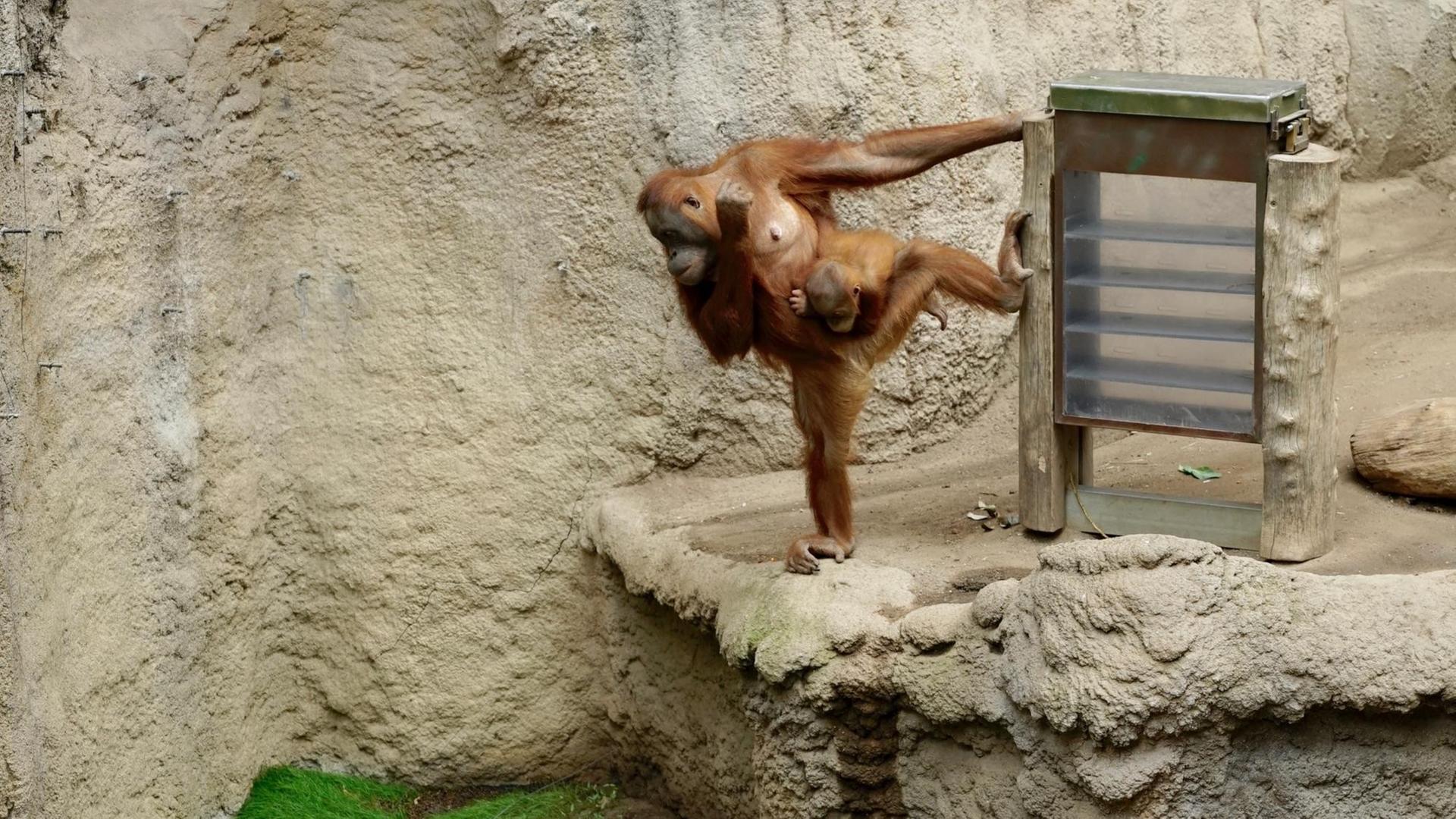 Futterspender-Akrobatik im Orang-Utan-Gehege Futterspender-Akrobatik im Orang-Utan-Gehege