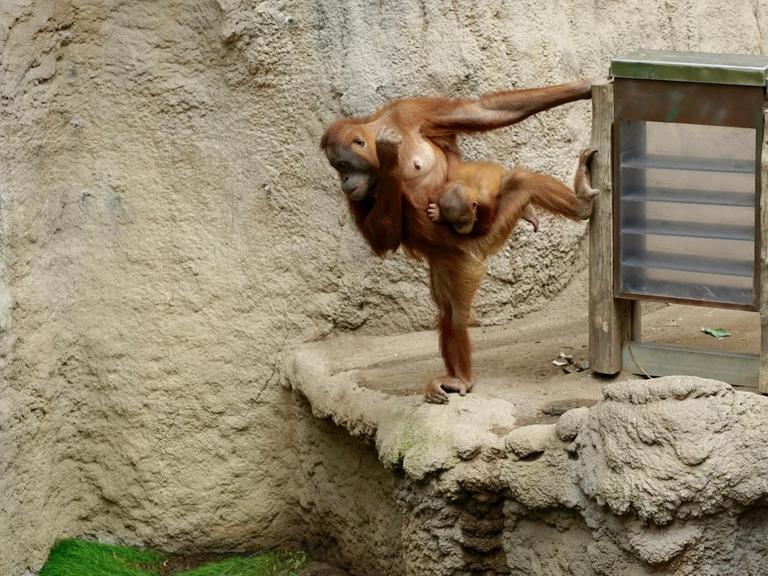 Futterspender-Akrobatik im Orang-Utan-Gehege