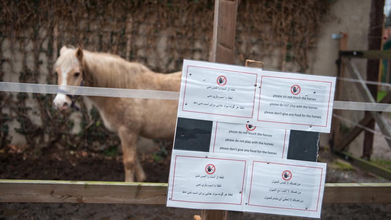 Hinweisschilder in verschiedenen Sprachen hängen in Sumte an einem Weidezaun mit der Bitte, die Pferde nicht anzufassen, nicht mit ihnen zu spielen und sie nicht zu füttern.
