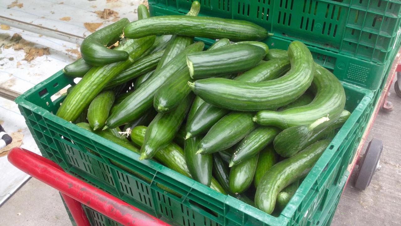 Diese Gurken kommen nicht in den Supermarkt, sondern gehen zum Beispiel direkt an Restaurants, die sie ohnehin kleinschneiden Diese Gurken kommen nicht in den Supermarkt, sondern gehen zum Beispiel direkt an Restaurants, die sie ohnehin kleinschneiden