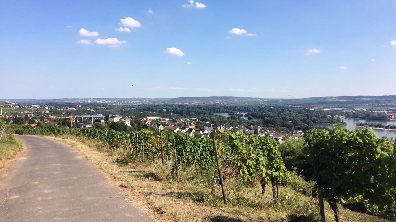 Weinanbau bei Rüdesheim am Rhein. Weinanbau bei Rüdesheim am Rhein.