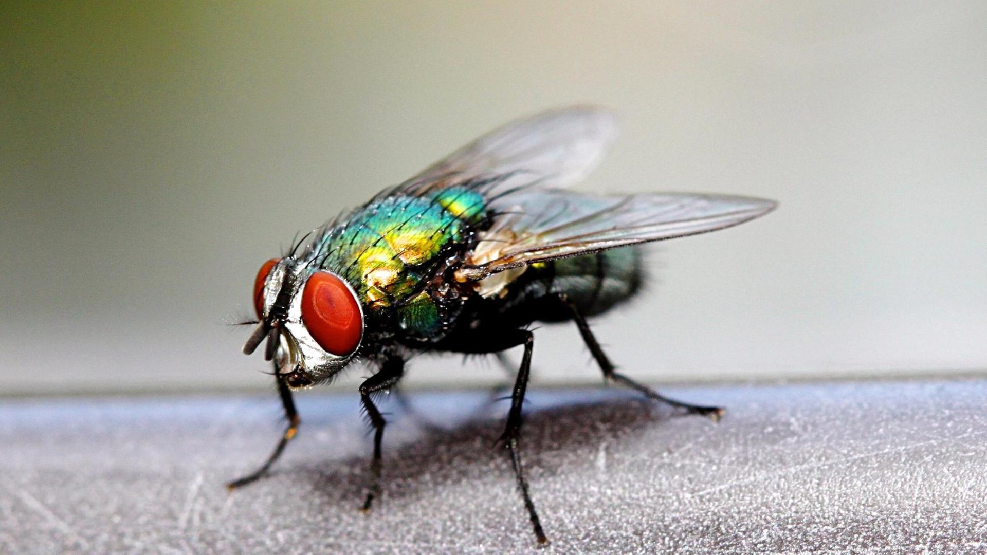 Makroaufnahme einer Fliege. Makroaufnahme einer Fliege.