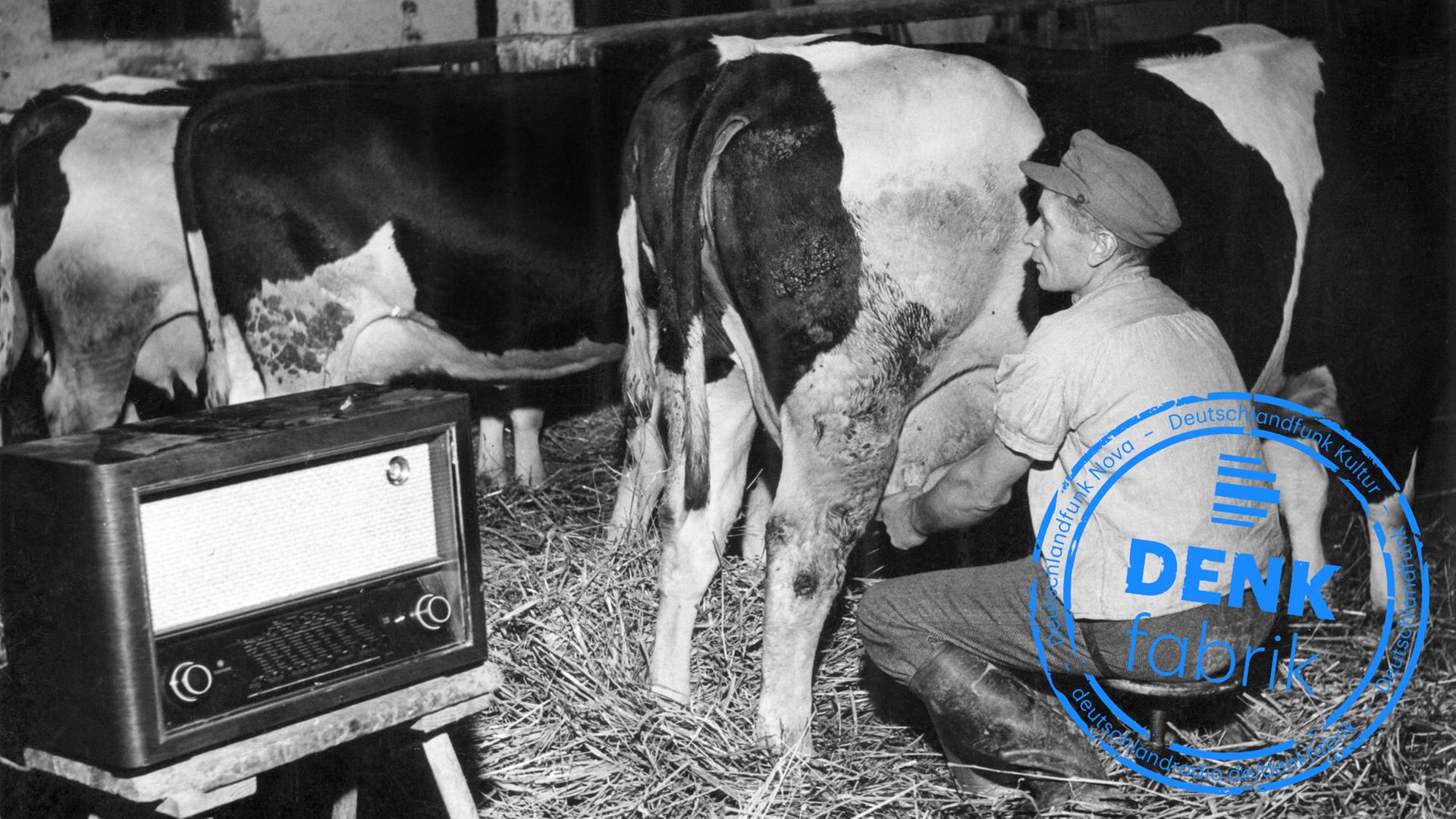 Der Melker Fritz Janz aus Oerie (Kreis Springe) melkt im Dezember 1951 bei Musikberieselung eine Kuh. Aber nicht für sein Vergnügen hat er das Radio im Kuhstall aufgestellt, sondern für die Kühe. Der findige Melker hatte von Versuchen gehört, mit denen bei Musik im Stall die Milchleistung der Kühe erhöht werden sollte. Und prompt den Rundfunkempfänger in den Stall getragen. Der Versuch hat geklappt: Nach anfänglicher Unruhe haben sich die Kühe an die neuen Töne gewöhnt, die Milchleistung ist um acht Liter pro Tag gestiegen. Ganz besonders schätzt das Vieh den Jazz. Der Melker Fritz Janz aus Oerie (Kreis Springe) melkt im Dezember 1951 bei Musikberieselung eine Kuh. Aber nicht für sein Vergnügen hat er das Radio im Kuhstall aufgestellt, sondern für die Kühe. Der findige Melker hatte von Versuchen gehört, mit denen bei Musik im Stall die Milchleistung der Kühe erhöht werden sollte. Und prompt den Rundfunkempfänger in den Stall getragen. Der Versuch hat geklappt: Nach anfänglicher Unruhe haben sich die Kühe an die neuen Töne gewöhnt, die Milchleistung ist um acht Liter pro Tag gestiegen. Ganz besonders schätzt das Vieh den Jazz.