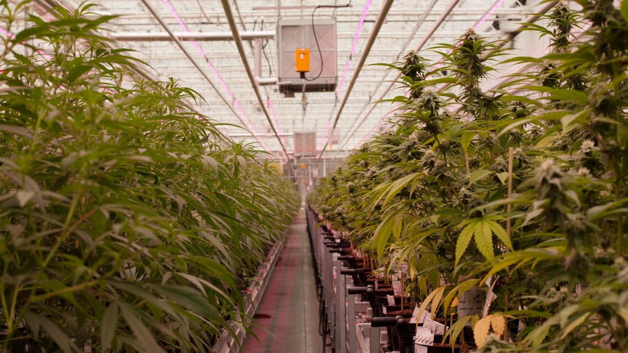 Links und rechts stehen ordentlich aneinander gereiht die Cannabis Pflanzen. Links und rechts stehen ordentlich aneinander gereiht die Cannabis Pflanzen.