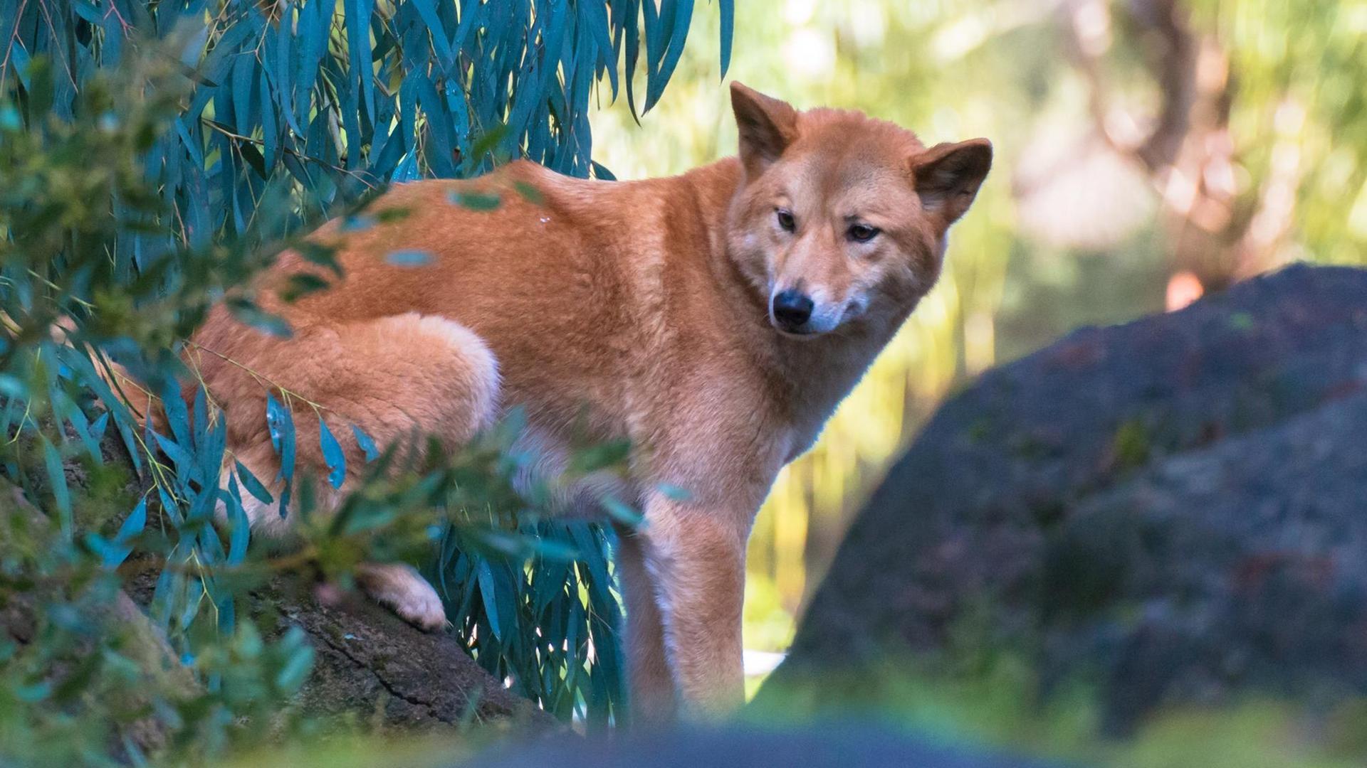 Australischer Dingohund Australischer Dingohund