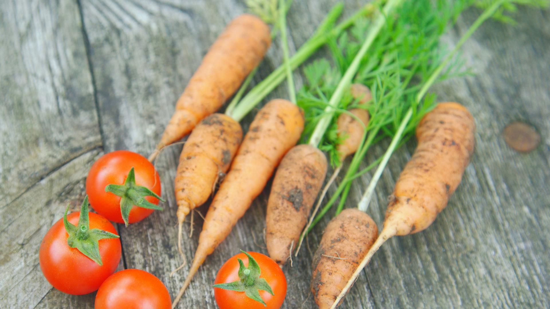 Frisch geerntete Cocktailtomaten und junge Möhren als Bio-Erzeugnis