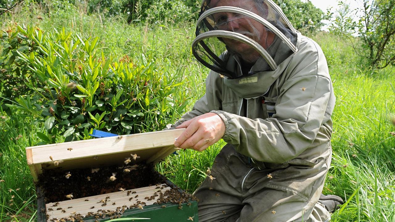 Der Imker Michael Bauer aus dem Alten Land in Jork (Niedersachsen) versucht am 02.06.2014 einen entflohenen Bienenschwarm wieder einzufangen. Der Imker Michael Bauer aus dem Alten Land in Jork (Niedersachsen) versucht am 02.06.2014 einen entflohenen Bienenschwarm wieder einzufangen.