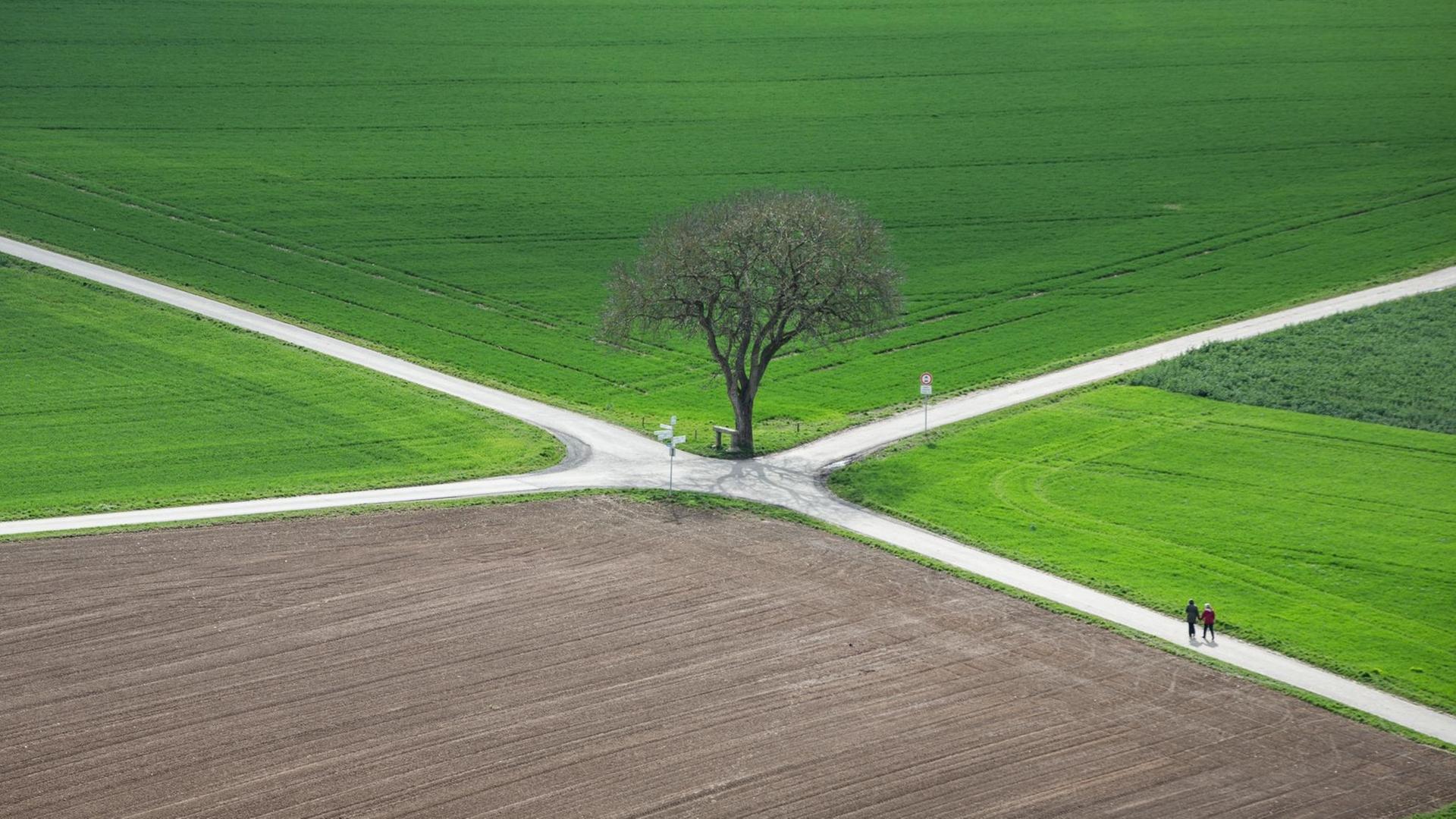 Ein Baum steht am 06.04.2015 in Münzenberg (Hessen) unterhalb der Burganlage an der Kreuzung zweier Wege, die durch die fruchtbaren Felder führen. Ein Baum steht am 06.04.2015 in Münzenberg (Hessen) unterhalb der Burganlage an der Kreuzung zweier Wege, die durch die fruchtbaren Felder führen.