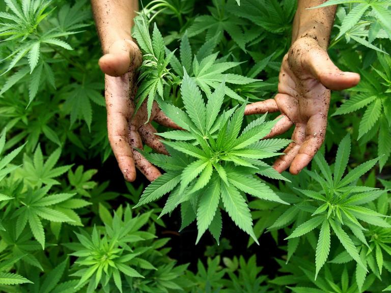 Cannabis-Pflanze in der Nähe der nordisraelischen Stadt Safed
