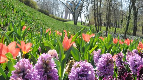 BUGA-Start in Rathenow: Tulpen, Hyazinthen und Narzissen auf dem Weinberg