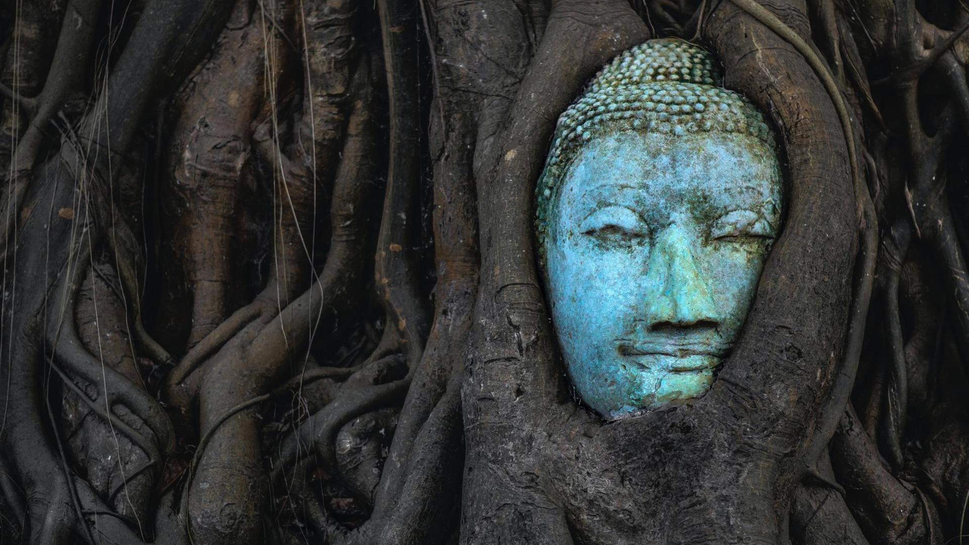 Ein Banyan Baum ist um einen Buddhakopf herumgewachsen und hat diesen integriert.