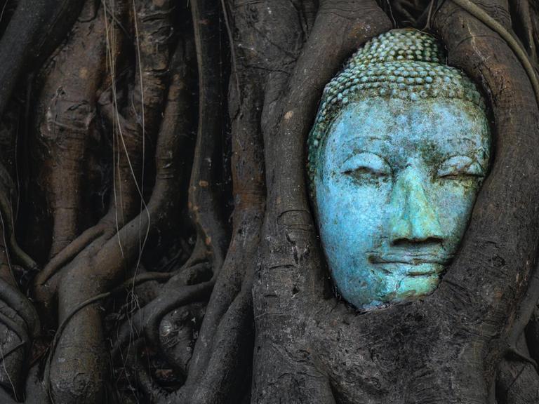 Ein Banyan Baum ist um einen Buddhakopf herumgewachsen und hat diesen integriert.