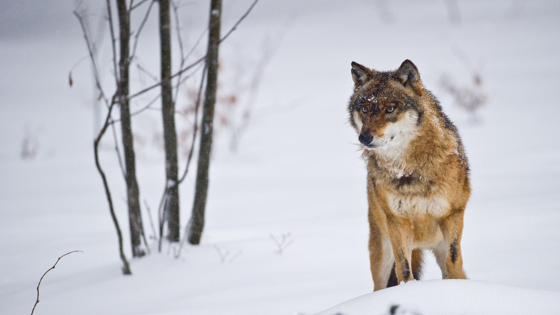 Ein Wolf steht in einer schneebedeckten Landschaft Ein Wolf steht in einer schneebedeckten Landschaft