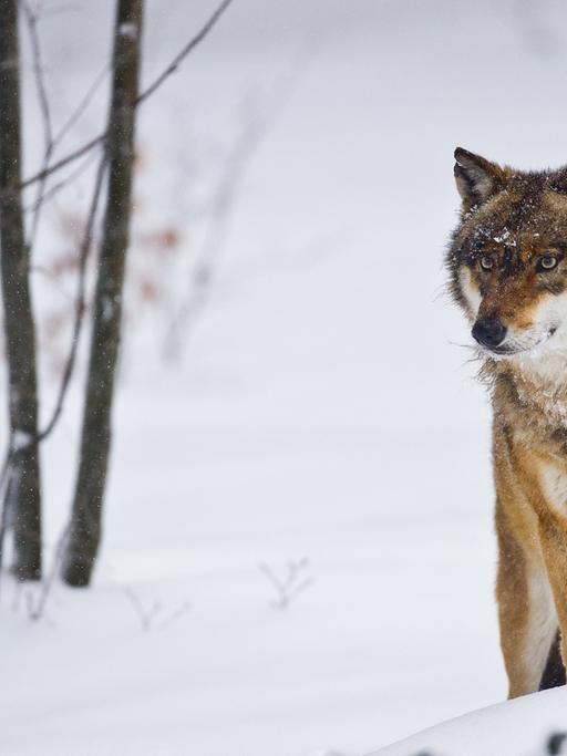 Ein Wolf steht in einer schneebedeckten Landschaft