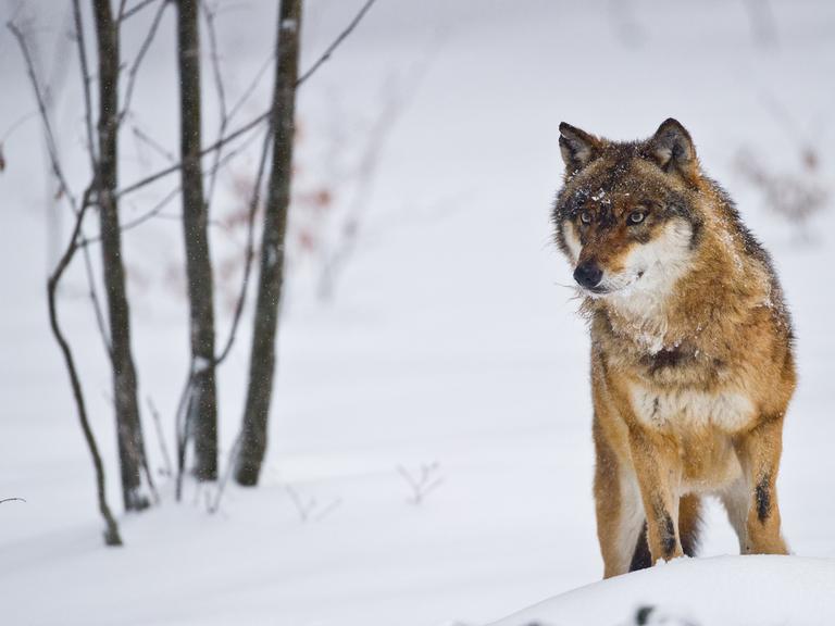 Ein Wolf steht in einer schneebedeckten Landschaft
