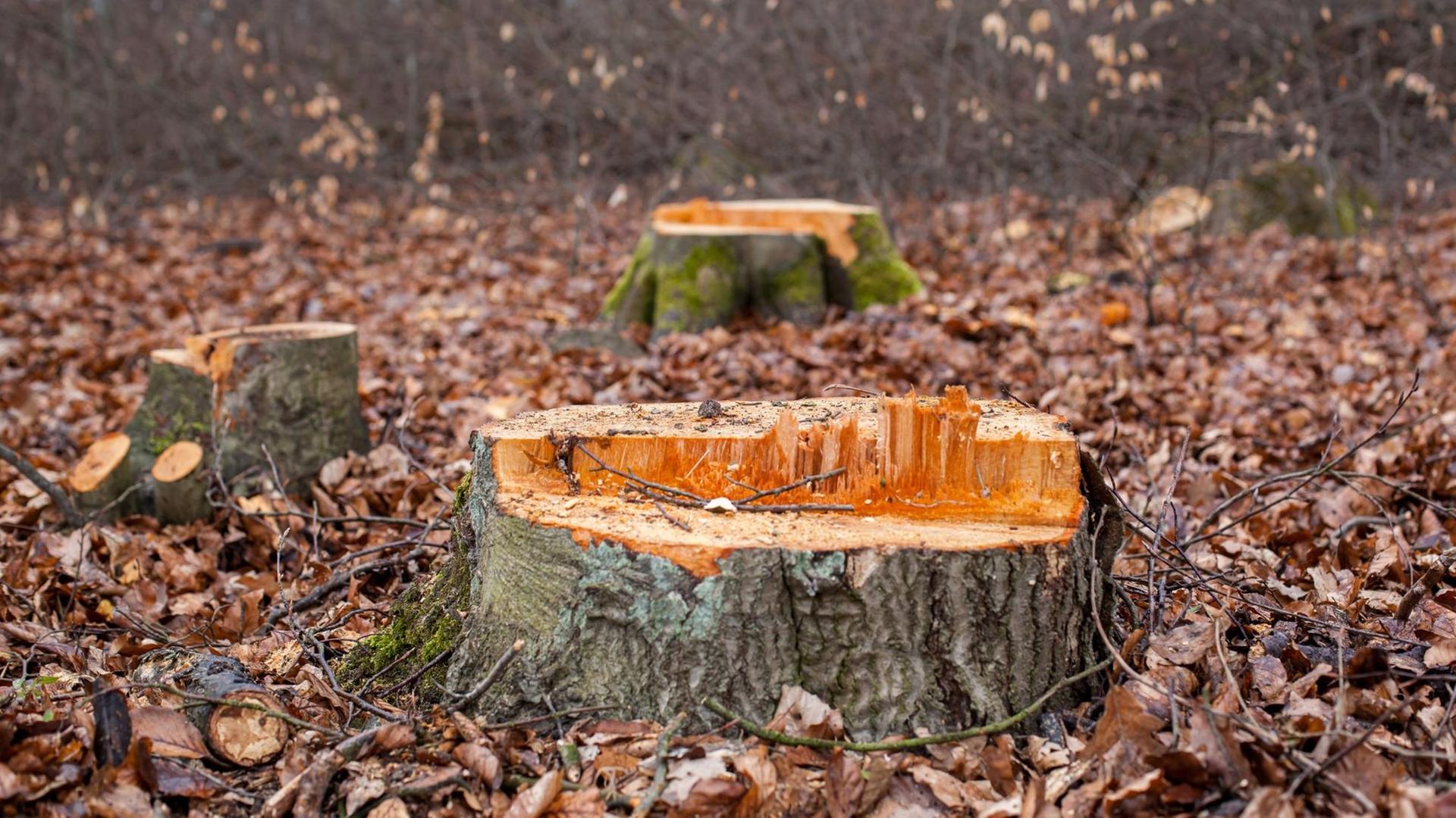 Gefällte Buchen im Wald Gefällte Buchen im Wald