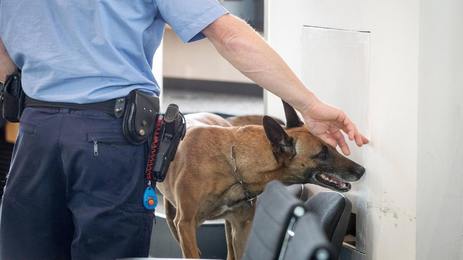 Ein ausgebildeter Polizeihund sucht Räumlichkeiten im Plenarsaal im Thüringer Landtag in Erfurt ab. Ein ausgebildeter Polizeihund sucht Räumlichkeiten im Plenarsaal im Thüringer Landtag in Erfurt ab.