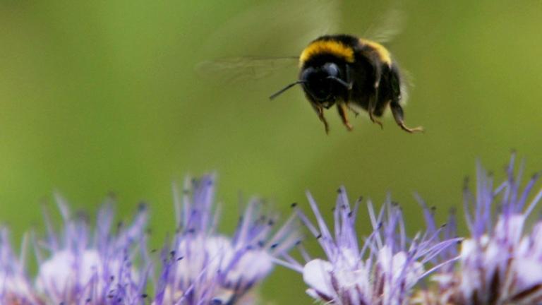 Eine Hummel bei Obertshausen Eine Hummel bei Obertshausen