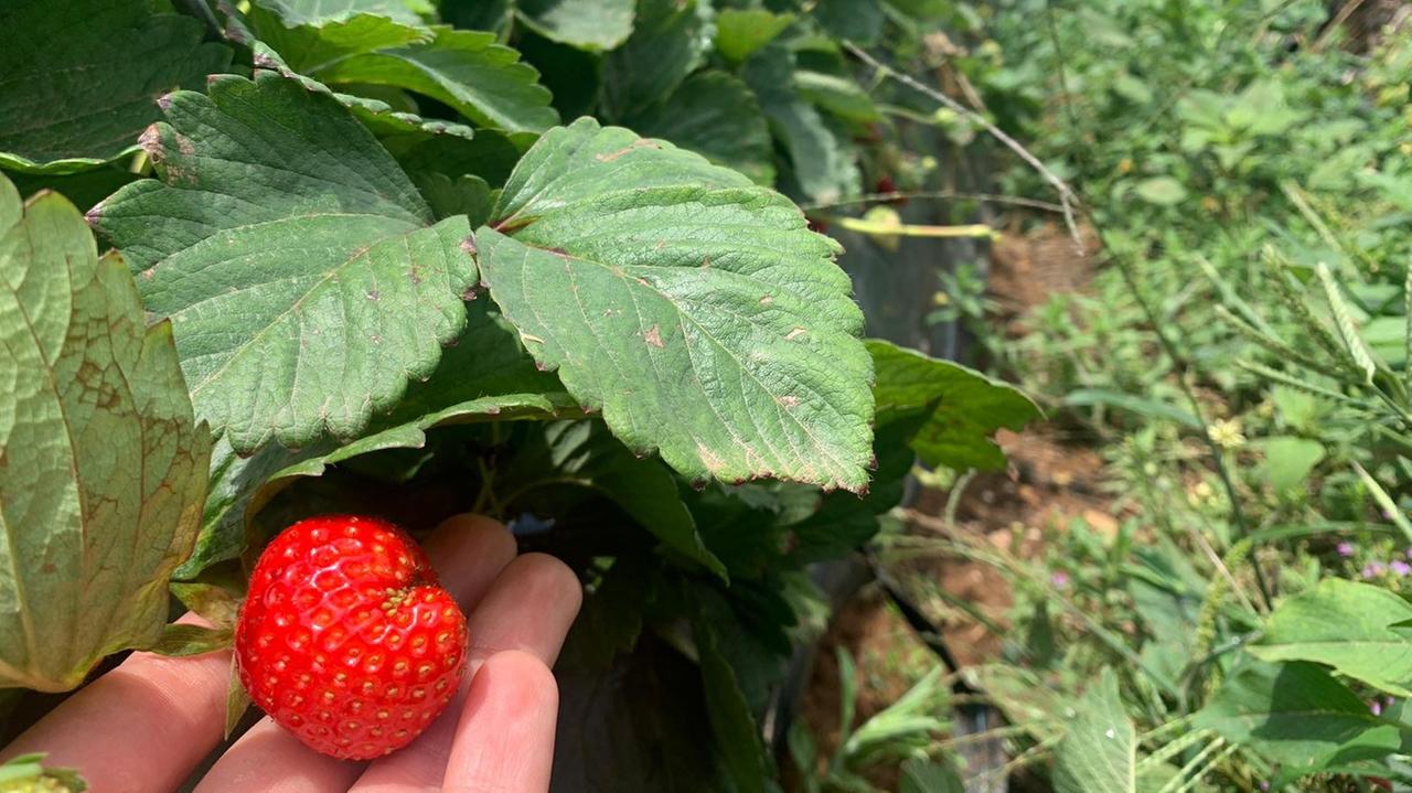 Eine Hand hält eine Erdbeere, die in einer langen Erdbeerpflanzenreihe auf dem Feld wächst.