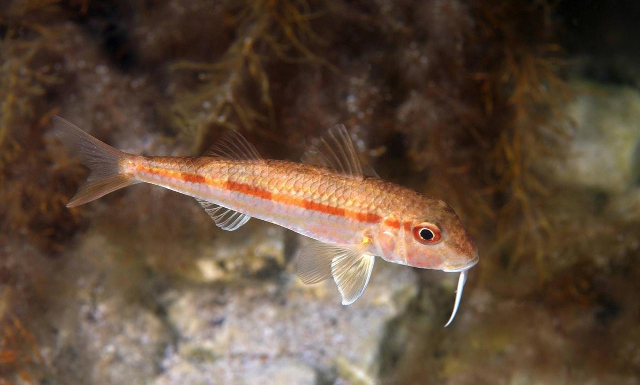 Bildnummer: 60454209 Datum: 05.05.2013 Copyright: imago/imagebroker
Rotbarbe oder Rote Meerbarbe (Mullus barbatus ponticus), Schwarzes Meer, Krim, Ukraine, Europa x0x xkg 2013 quer 1 Tier Actinopterygii_L Barschartige Close-up Closeup Close up ein einzelnes Europa Fauna Fische Fisch ganzer Körper Ganzkörperansichten Ganzkörperansicht Ganzkörperaufnahme Ganzkörper keine Personen Knochenfische Knochenfisch Krim Meerbarben Meerbarbe Meeresfische Meeresfisch Meerestiere Meerestier Meere Meer menschenleer Mullidae Mullus barbatus ponticus Nahaufnahme Natur niemand Osteichthyes Perciformes Pisces Rotbarben Rotbarbe Rote Salzwasserfisch Schwarzes Seebarbe Seitenansichten Seitenansicht seitlicher seitliche seitliches seitlich Strahlenflosser_L tagsüber Tag Tiere Tierreich Ukraine Unterwasseraufnahme Unterwasserfotografie Unterwasserfotos Unterwasserfoto Unterwasserwelten Unterwasserwelt Unterwasser unter Wasser wild lebendes Wildlife Wildtiere Wildtier
60454209 Date 05 05 2013 Copyright Imago image broker Rotbarbe Or red Mullet Mullus barbatus Black Sea Crimea Ukraine Europe x0x xkg 2013 horizontal 1 Animal Perciformes Close up closeup Close up a single Europe Fauna Fish Fish A whole Body Full view Whole recording Whole body none People Fish bones Fish bones Crimea Mullet Mullet Marine fish Marine fish Marine animals Marine animal Seas Sea deserted Mullidae Mullus barbatus Close-up Nature Nobody Osteichthyes Perciformes Pisces Rotbarben Rotbarbe red Salt water fish Black Mullet Page views Side view side side Lateral the side during the day Day Animals Animal kingdom Ukraine Underwater recording Underwater photography Underwater photos Underwater photo Underwater worlds Underwater world Underwater under Water Wild live Wildlife Wild animals Wild animal Bildnummer: 60454209 Datum: 05.05.2013 Copyright: imago/imagebroker
Rotbarbe oder Rote Meerbarbe (Mullus barbatus ponticus), Schwarzes Meer, Krim, Ukraine, Europa x0x xkg 2013 quer 1 Tier Actinopterygii_L Barschartige Close-up Closeup Close up ein einzelnes Europa Fauna Fische Fisch ganzer Körper Ganzkörperansichten Ganzkörperansicht Ganzkörperaufnahme Ganzkörper keine Personen Knochenfische Knochenfisch Krim Meerbarben Meerbarbe Meeresfische Meeresfisch Meerestiere Meerestier Meere Meer menschenleer Mullidae Mullus barbatus ponticus Nahaufnahme Natur niemand Osteichthyes Perciformes Pisces Rotbarben Rotbarbe Rote Salzwasserfisch Schwarzes Seebarbe Seitenansichten Seitenansicht seitlicher seitliche seitliches seitlich Strahlenflosser_L tagsüber Tag Tiere Tierreich Ukraine Unterwasseraufnahme Unterwasserfotografie Unterwasserfotos Unterwasserfoto Unterwasserwelten Unterwasserwelt Unterwasser unter Wasser wild lebendes Wildlife Wildtiere Wildtier
60454209 Date 05 05 2013 Copyright Imago image broker Rotbarbe Or red Mullet Mullus barbatus Black Sea Crimea Ukraine Europe x0x xkg 2013 horizontal 1 Animal Perciformes Close up closeup Close up a single Europe Fauna Fish Fish A whole Body Full view Whole recording Whole body none People Fish bones Fish bones Crimea Mullet Mullet Marine fish Marine fish Marine animals Marine animal Seas Sea deserted Mullidae Mullus barbatus Close-up Nature Nobody Osteichthyes Perciformes Pisces Rotbarben Rotbarbe red Salt water fish Black Mullet Page views Side view side side Lateral the side during the day Day Animals Animal kingdom Ukraine Underwater recording Underwater photography Underwater photos Underwater photo Underwater worlds Underwater world Underwater under Water Wild live Wildlife Wild animals Wild animal