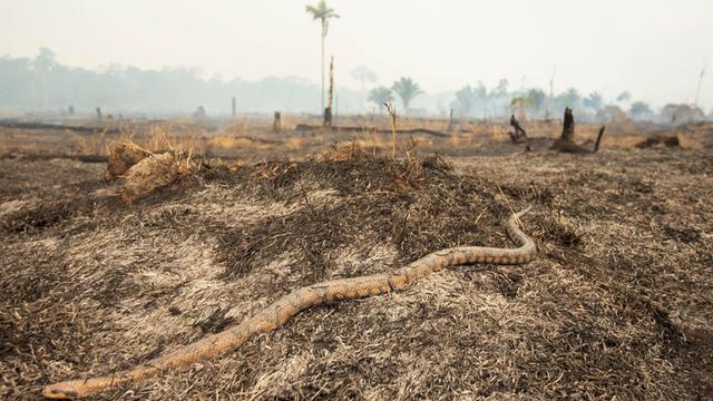 Eine Schlange kriecht über verbrannte Erde im brasilianischen Rondonien