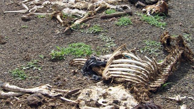 Man sieht die Knochen von verendeten Tieren in Äthiopien.