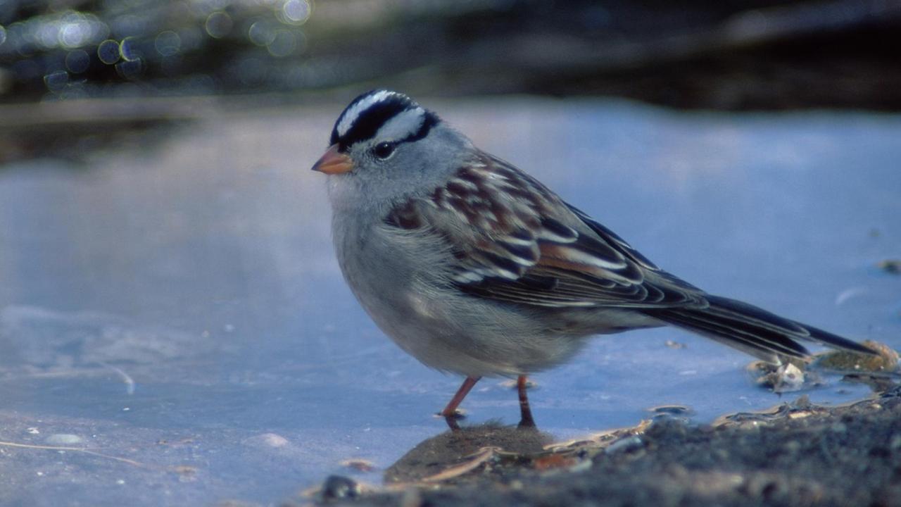 Eine kleine Dachsammer (White-crowned Sparrow, Zonotrichia leucophrys) steht in Bosque del Apache, New Mexico in einer Pfütze. Eine kleine Dachsammer (White-crowned Sparrow, Zonotrichia leucophrys) steht in Bosque del Apache, New Mexico in einer Pfütze.