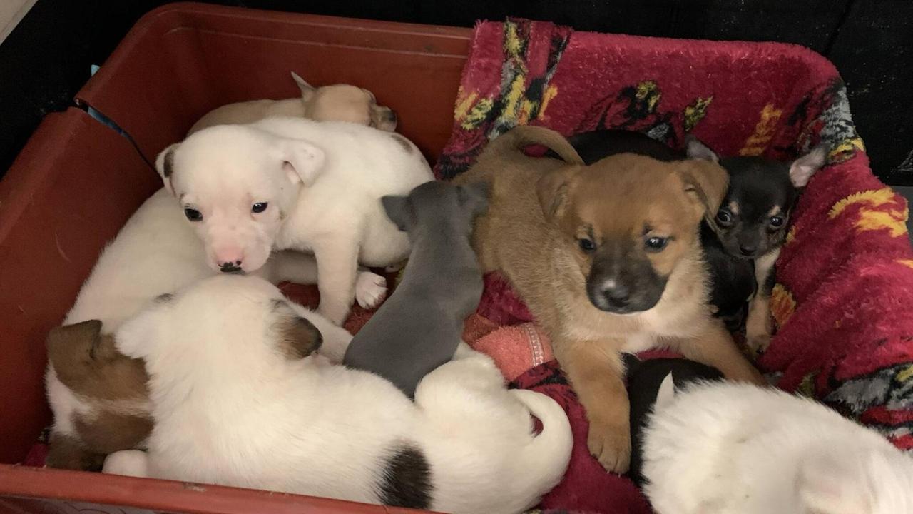 In einer mit roter Decke ausgeschlagenen Kiste liegen mehrere Hundewelpen. In einer mit roter Decke ausgeschlagenen Kiste liegen mehrere Hundewelpen.