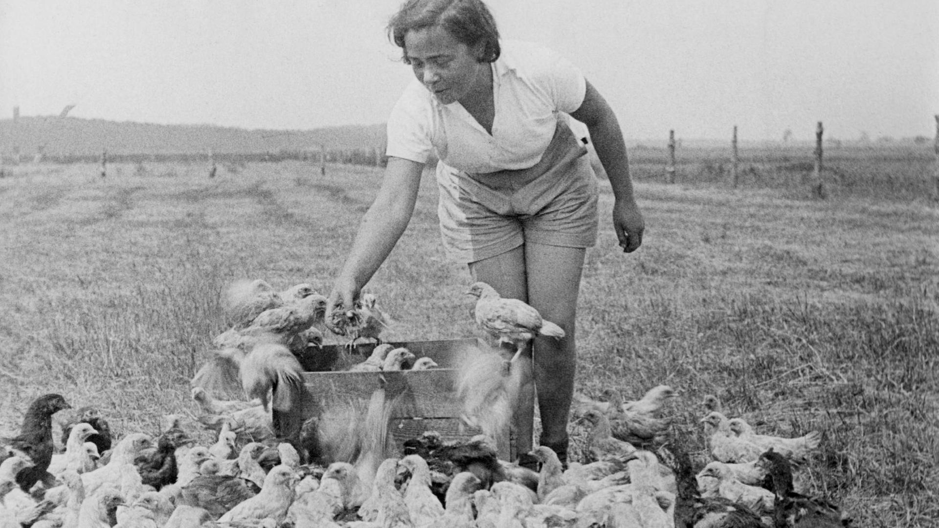 Eine junge Frau füttert Hühner auf dem Feld. Eine junge Frau füttert Hühner auf dem Feld.