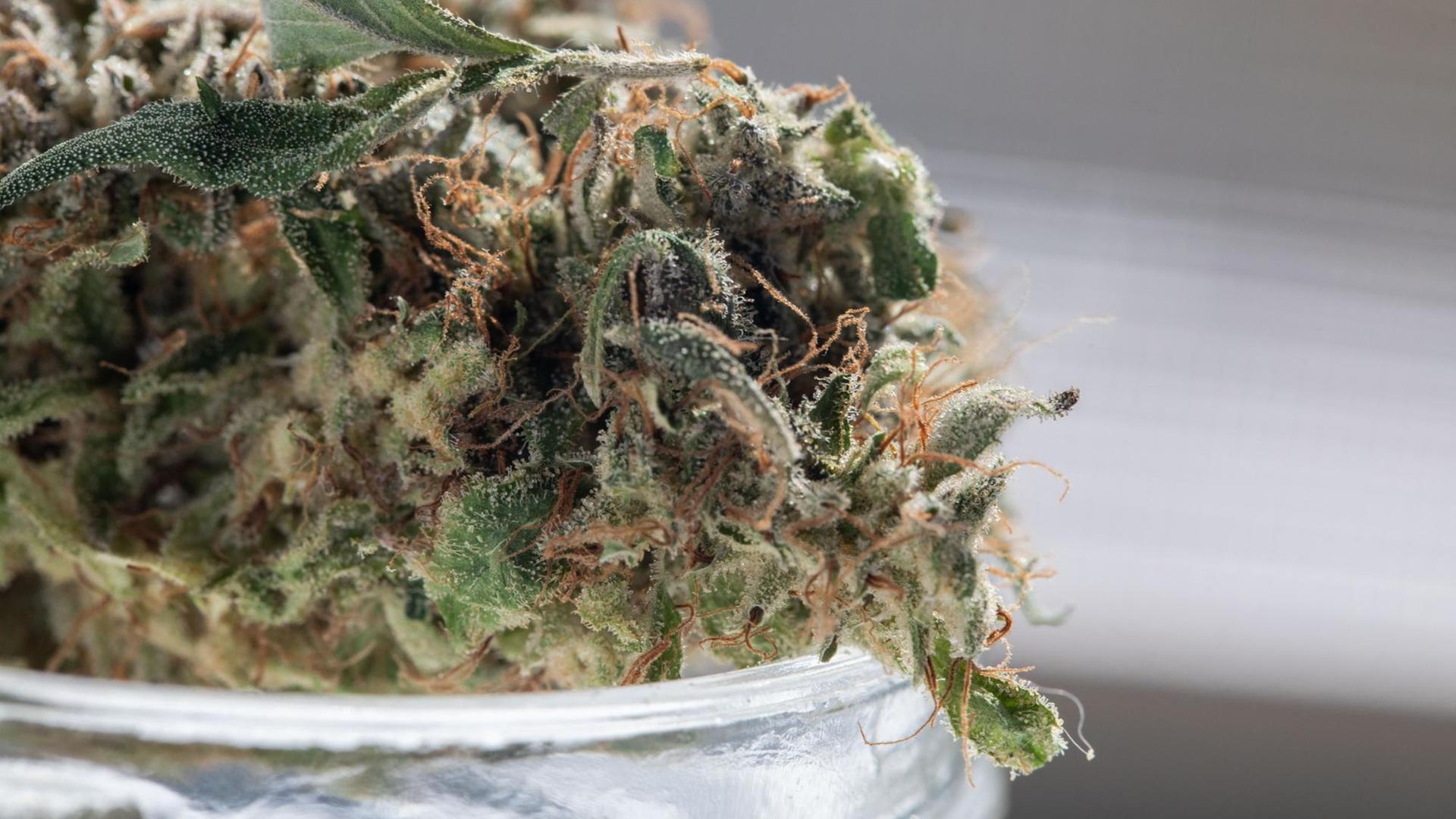 Der Bundesstaat New York will bald ein Gesetz verabschieden, dass den Besitz von 85 Gramm Cannabis legalierst. Der Bundesstaat New York will bald ein Gesetz verabschieden, dass den Besitz von 85 Gramm Cannabis legalierst.