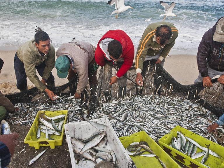 Fischer sortieren ihre Sardinen-Fänge am Strand bei Espinho, Portugal.