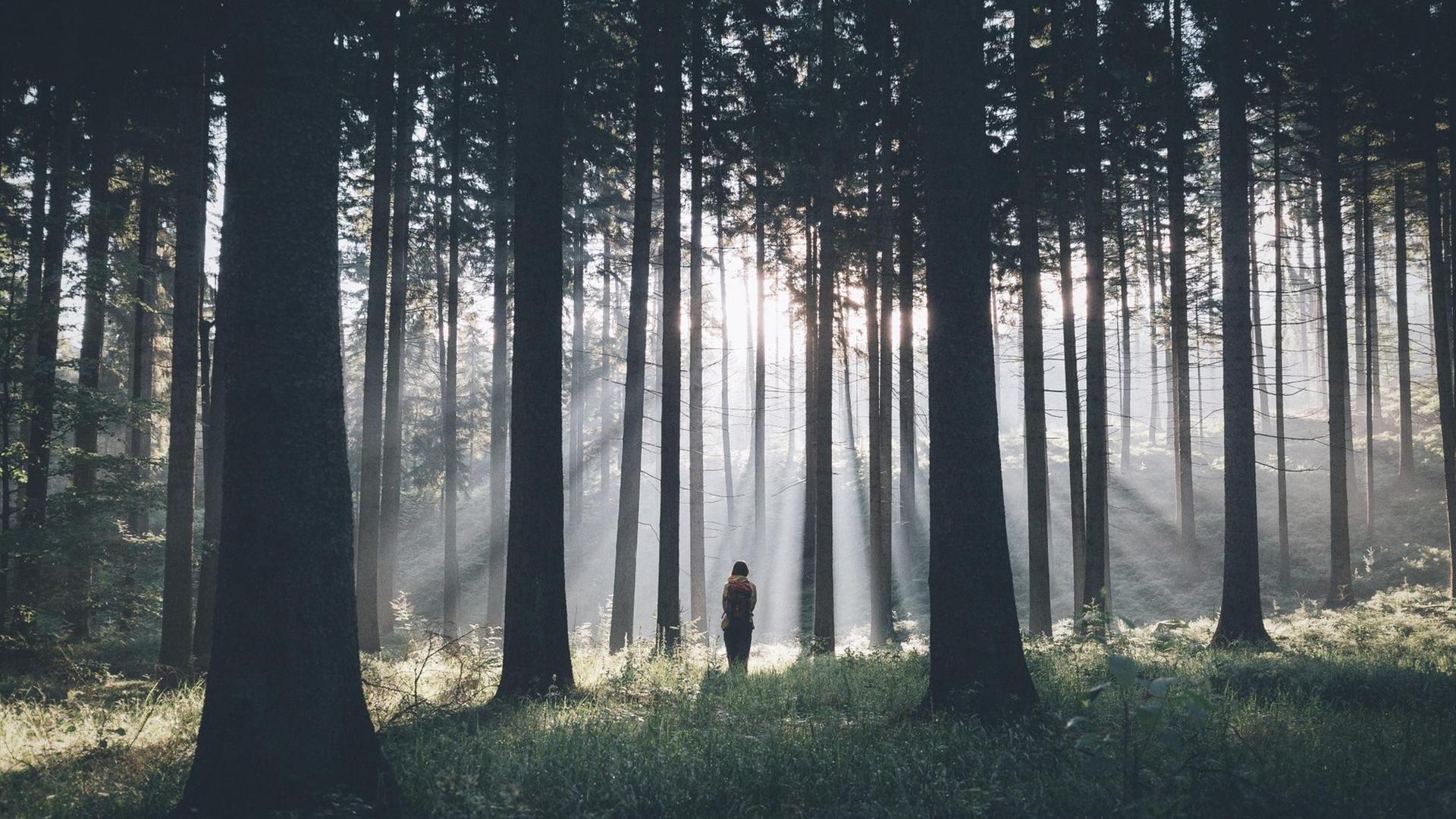 Ein Wanderer durchquert einen dichten Wald Ein Wanderer durchquert einen dichten Wald