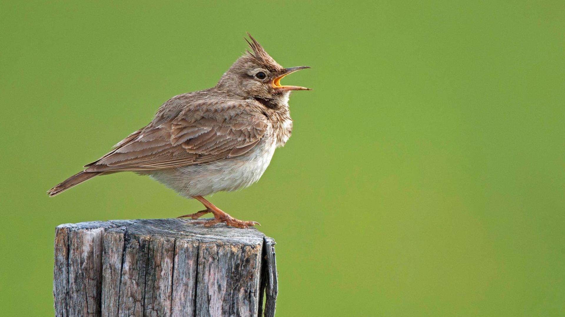 Haubenlerche, Hauben-Lerche Galerida cristata, singendes Maennchen auf einem Weidepfosten, Belgien crested lark Galerida cristata, singing male, Belgium BLWS625462 *** Crested Lark, Crested Lark Galerida cristata , singing male on a pasture post, Belgium crested lark Galerida cristata , singing male, Belgium BLWS625462 Copyright: xblickwinkel/W.xPattynx Haubenlerche, Hauben-Lerche Galerida cristata, singendes Maennchen auf einem Weidepfosten, Belgien crested lark Galerida cristata, singing male, Belgium BLWS625462 *** Crested Lark, Crested Lark Galerida cristata , singing male on a pasture post, Belgium crested lark Galerida cristata , singing male, Belgium BLWS625462 Copyright: xblickwinkel/W.xPattynx
