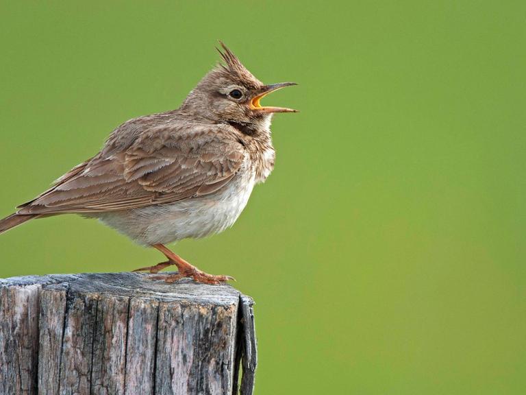 Haubenlerche, Hauben-Lerche Galerida cristata, singendes Maennchen auf einem Weidepfosten, Belgien crested lark Galerida cristata, singing male, Belgium BLWS625462 *** Crested Lark, Crested Lark Galerida cristata , singing male on a pasture post, Belgium crested lark Galerida cristata , singing male, Belgium BLWS625462 Copyright: xblickwinkel/W.xPattynx
