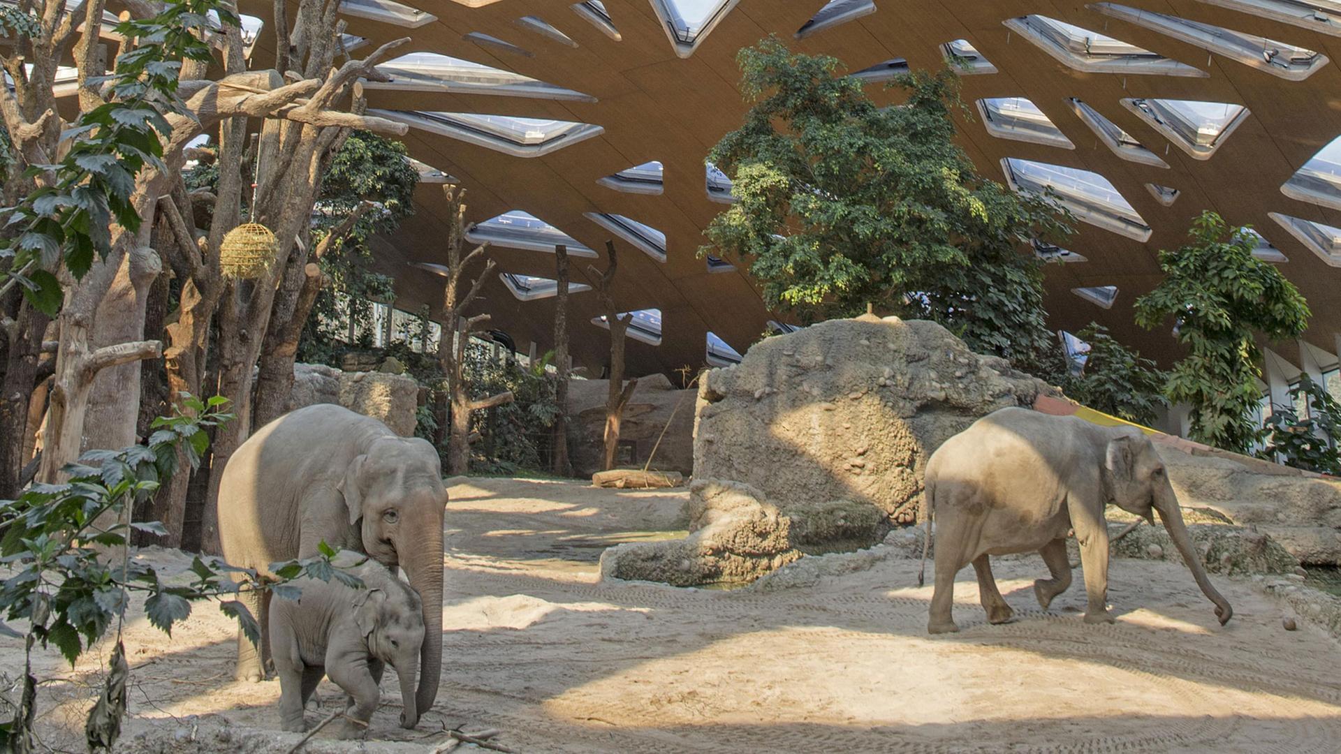 Elefanten im Elefantenhaus, Zoo Zürich, Schweiz