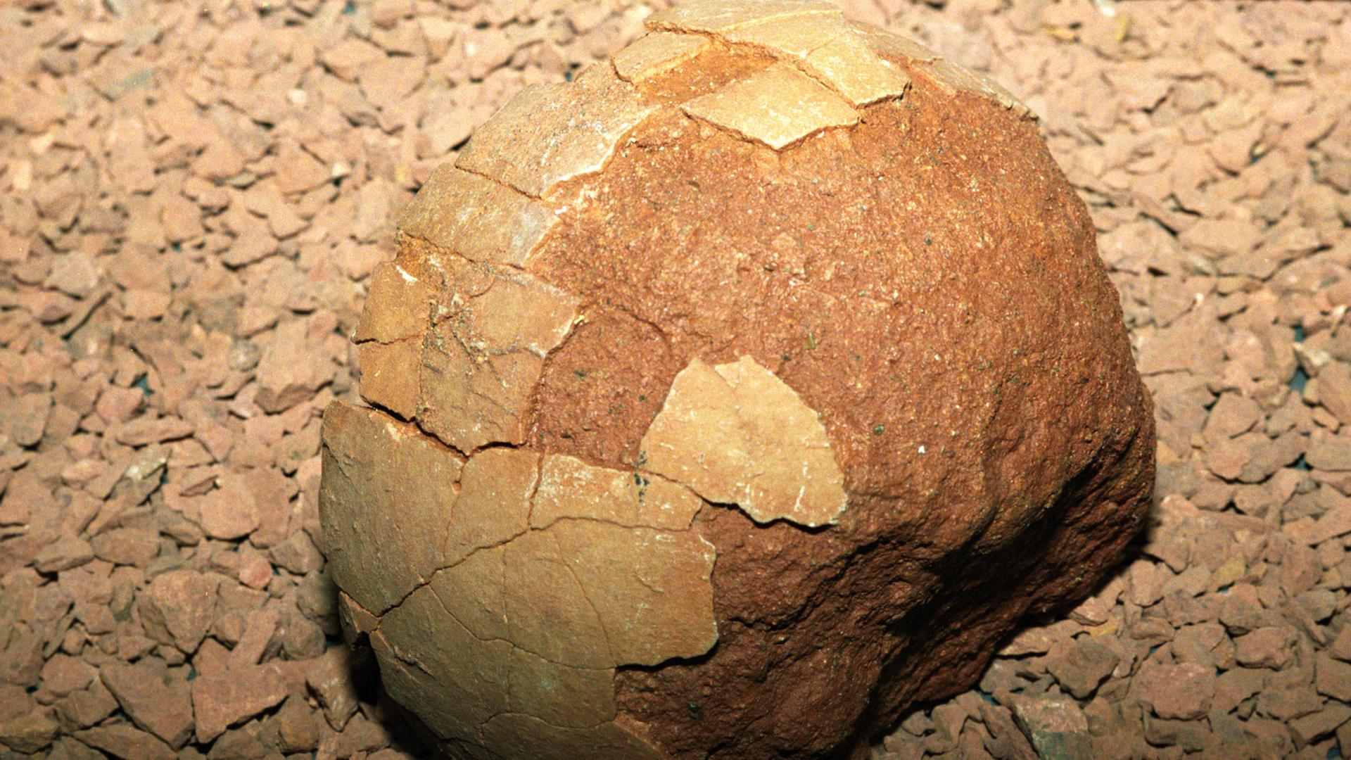 Ein versteinertes Dinosaurierei mit teilweise erhaltener Schale. Es gehört zur Sammlung des Berliner Naturkundemuseums, stammt aus der Oberkreide-Zeit und wurde in der mongolischen Wüste Gobi gefunden. Ein versteinertes Dinosaurierei mit teilweise erhaltener Schale. Es gehört zur Sammlung des Berliner Naturkundemuseums, stammt aus der Oberkreide-Zeit und wurde in der mongolischen Wüste Gobi gefunden.