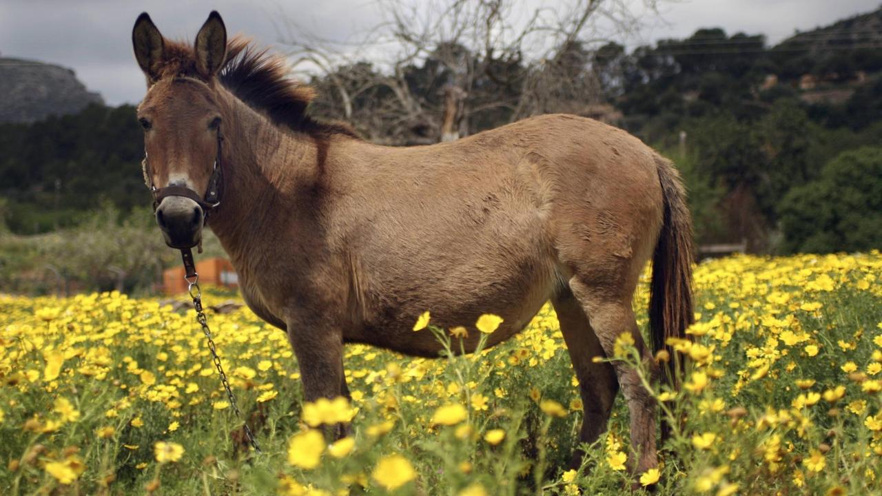 Maulesel (equus asinus x caballus) in einer Blumenwiese auf Mallorca