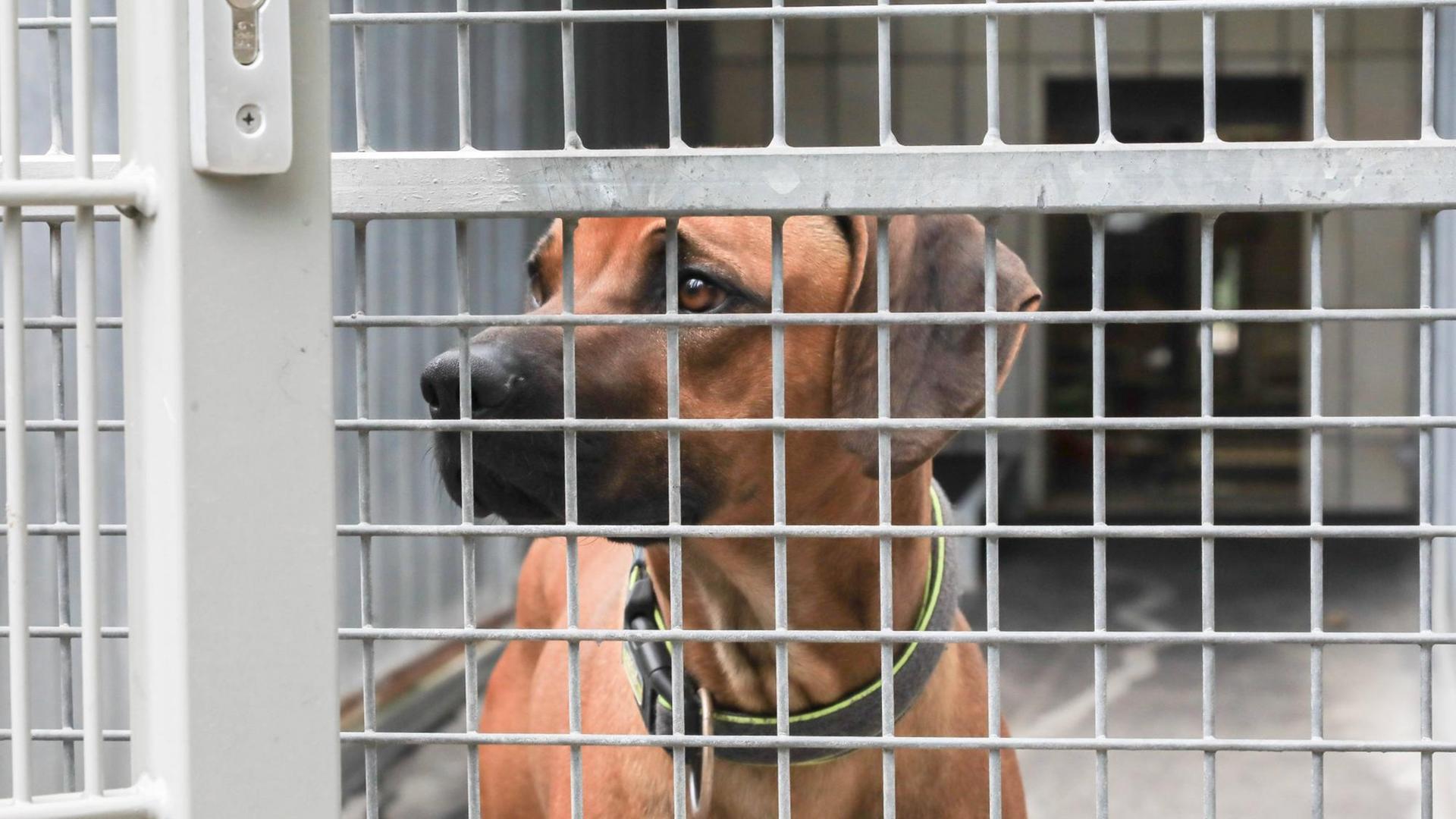 Ein Hund schaut durch das Gitter seines Zwingers im Tierheim.