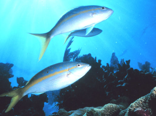 Fische im Korallenriff vor den Florida Keys Fische im Korallenriff vor den Florida Keys